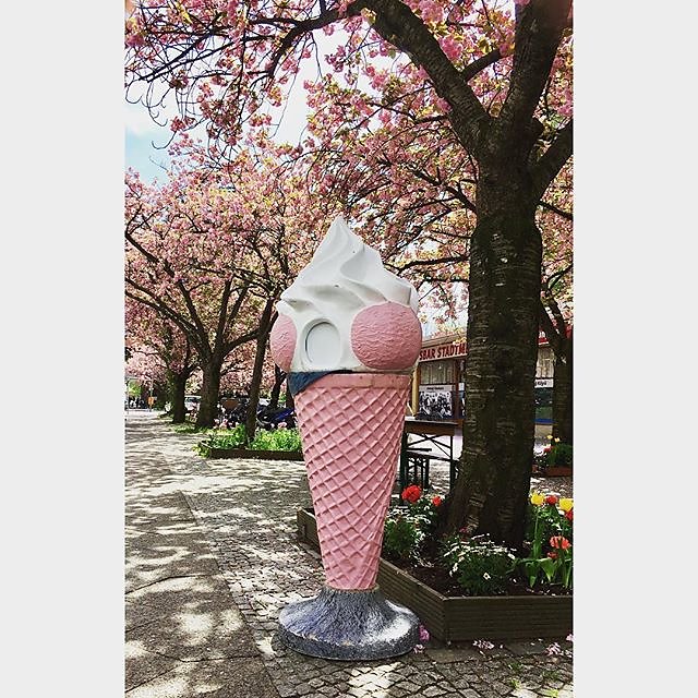 #spring #berlin #icecream #pink #cherryblossom